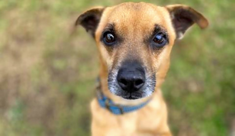 Want to adopt a pet? Here are 4 cuddly canines to adopt now in Long Beach