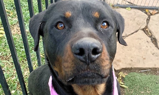7 cuddly canines up for adoption in Santa Ana