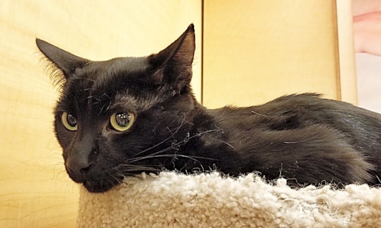3 cool kitties to adopt now in Irvine