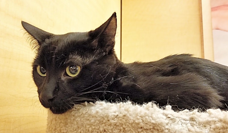 3 cool kitties to adopt now in Irvine
