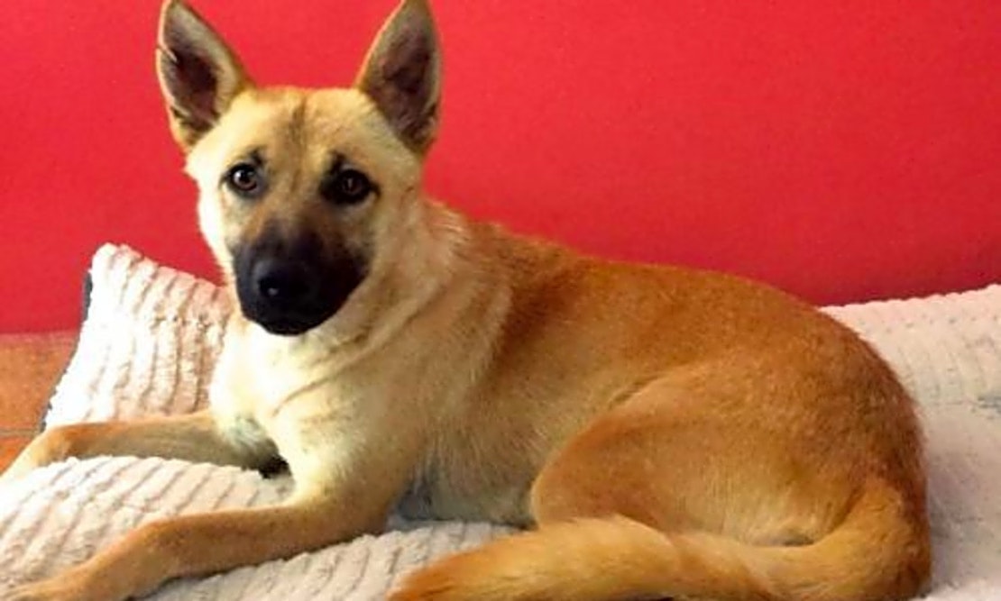Want to adopt a pet? Here are 7 cuddly canines available now in San Diego