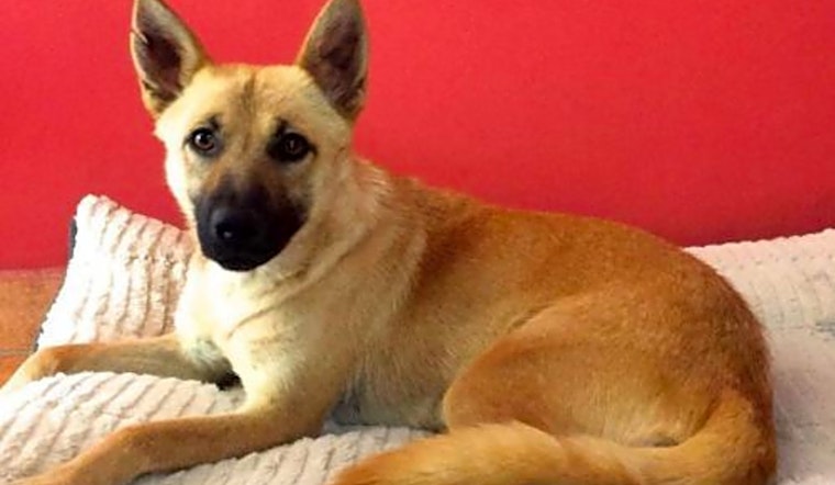 Want to adopt a pet? Here are 7 cuddly canines available now in San Diego
