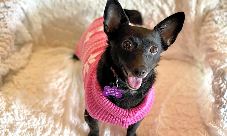 7 cuddly canines to adopt now in San Francisco