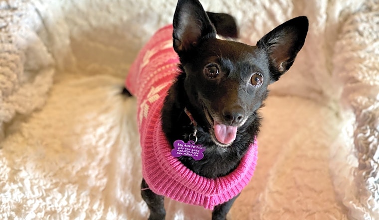 7 cuddly canines to adopt now in San Francisco