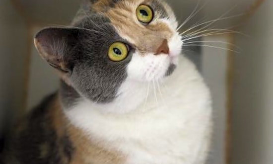 Looking to adopt a pet? Here are 5 cute kitties to adopt now in Berkeley