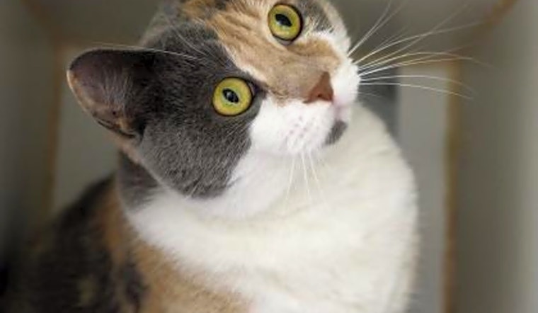 Looking to adopt a pet? Here are 5 cute kitties to adopt now in Berkeley