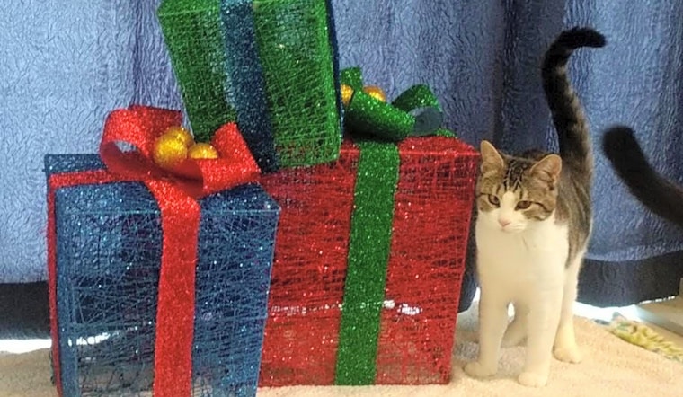 7 furry felines to adopt now in Portland