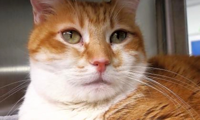 5 cool kitties to adopt now in Seattle