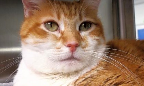 5 cool kitties to adopt now in Seattle