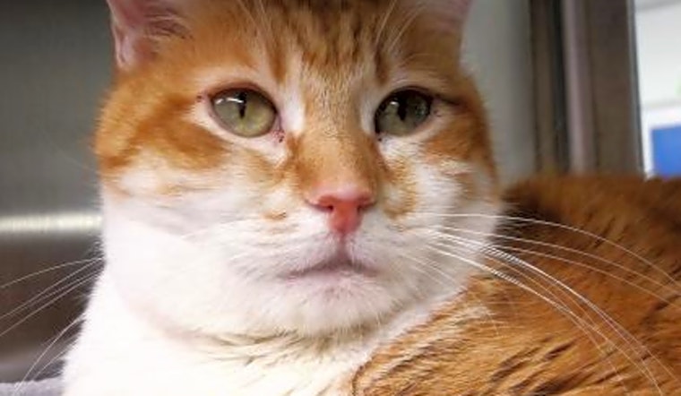 5 cool kitties to adopt now in Seattle