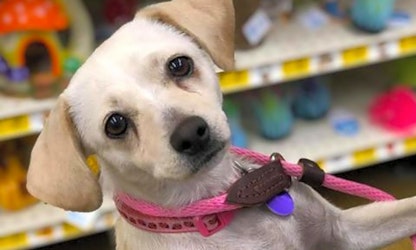Looking to adopt a pet? Here are 7 cuddly canines to adopt now in Fresno