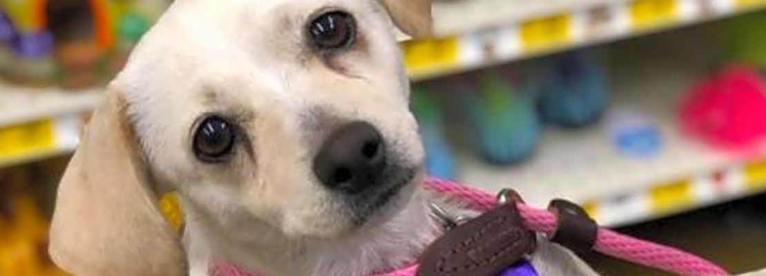 Looking to adopt a pet? Here are 7 cuddly canines to adopt now in Fresno