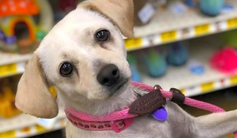 Looking to adopt a pet? Here are 7 cuddly canines to adopt now in Fresno