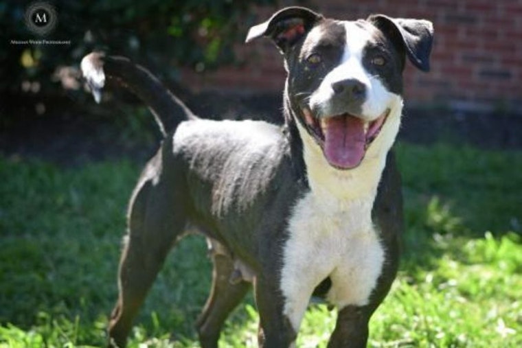 Looking to adopt a pet? Here are 6 delightful doggies to adopt now in St. Louis