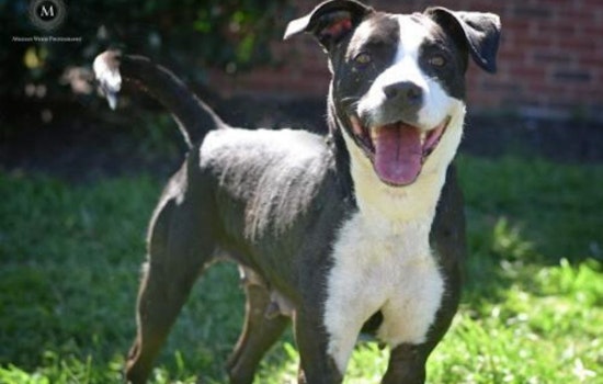 Looking to adopt a pet? Here are 6 delightful doggies to adopt now in St. Louis