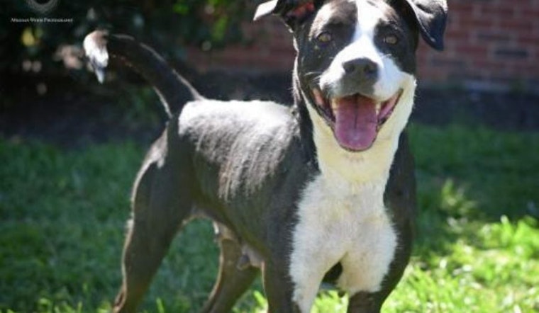 Looking to adopt a pet? Here are 6 delightful doggies to adopt now in St. Louis