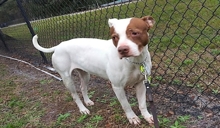 7 lovable pups to adopt now in Tampa