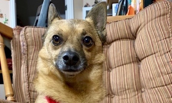 These Dallas-based canines are up for adoption and in need of good homes