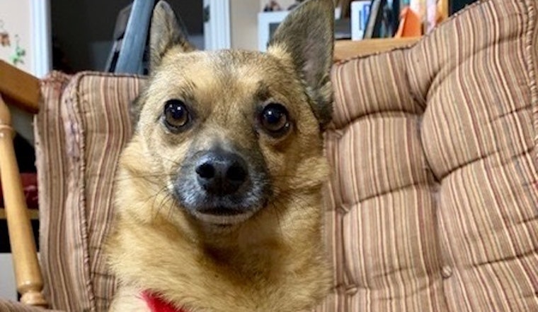 These Dallas-based canines are up for adoption and in need of good homes