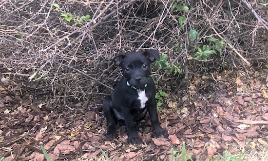 Want to adopt a pet? Here are 4 perfect pups to adopt now in Orlando