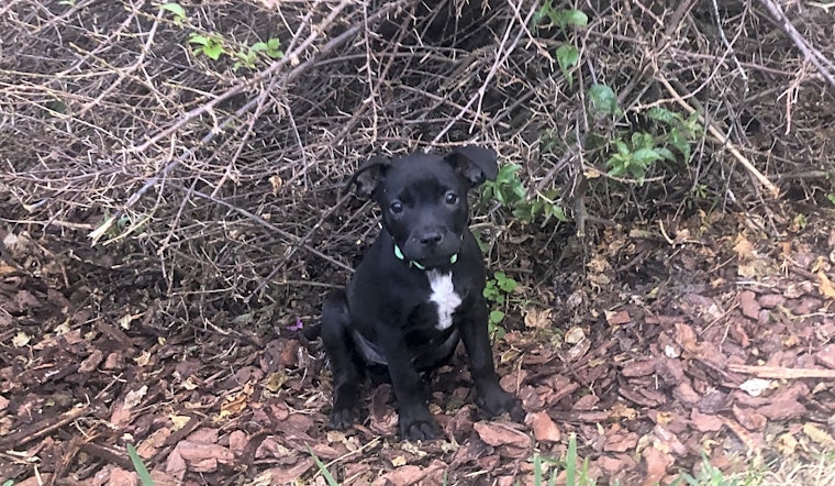 Want to adopt a pet? Here are 4 perfect pups to adopt now in Orlando