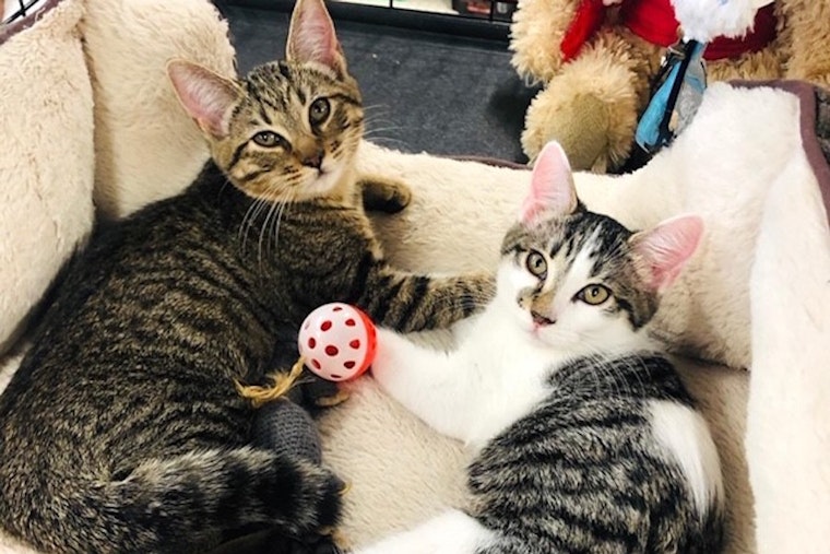 Looking to adopt a pet? Here are 4 fluffy felines available in Anaheim
