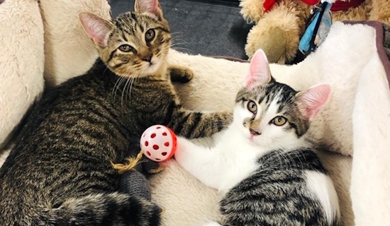 Looking to adopt a pet? Here are 4 fluffy felines available in Anaheim