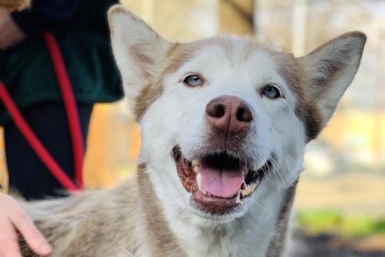 Looking to adopt a pet? Here are 4 lovable pups to adopt now in Oakland