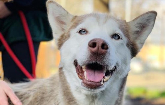 Looking to adopt a pet? Here are 4 lovable pups to adopt now in Oakland