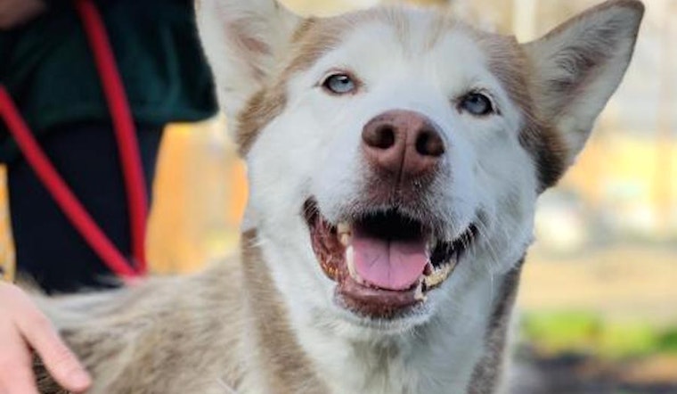 Looking to adopt a pet? Here are 4 lovable pups to adopt now in Oakland
