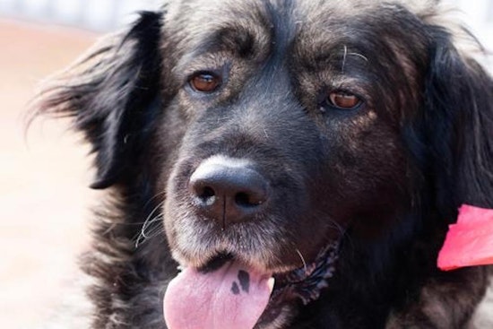 These San Jose-based dogs are up for adoption and in need of a good home