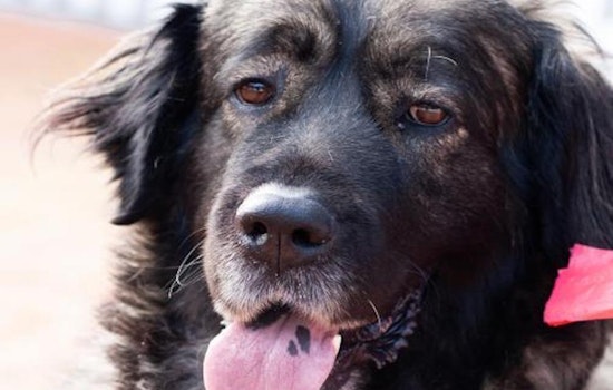 These San Jose-based dogs are up for adoption and in need of a good home