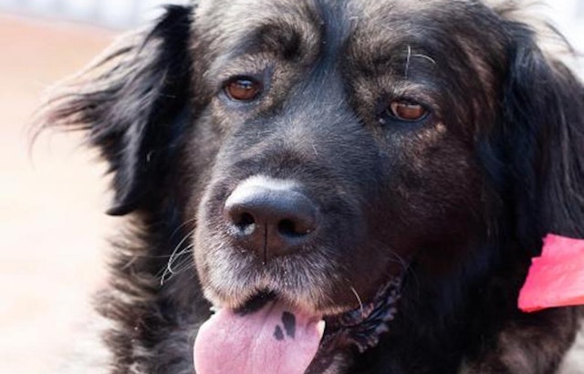 These San Jose-based dogs are up for adoption and in need of a good home