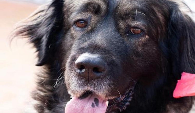 These San Jose-based dogs are up for adoption and in need of a good home