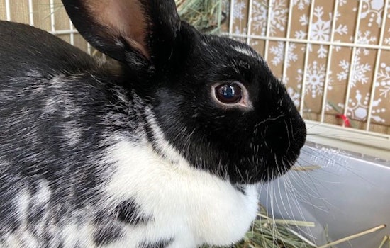 These Sacramento-based pets are up for adoption and in need of a good home