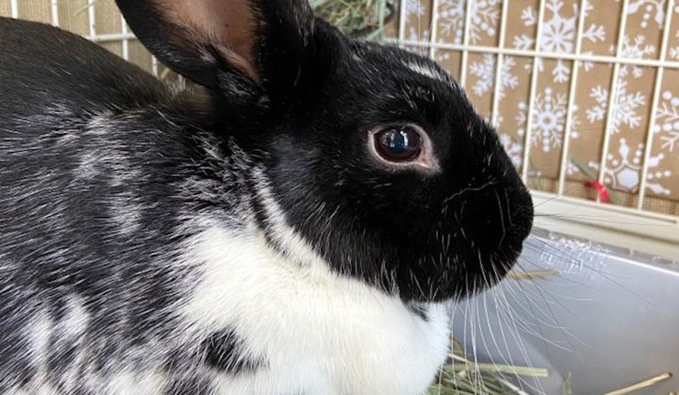 These Sacramento-based pets are up for adoption and in need of a good home