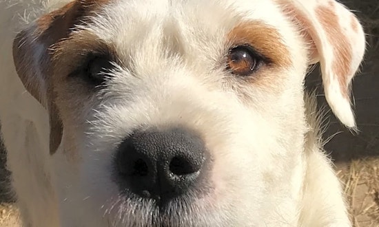 Want to adopt a pet? Here are 3 perfect puppies to adopt now in Boston