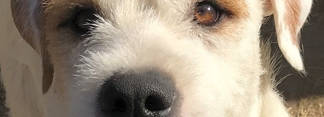 Want to adopt a pet? Here are 3 perfect puppies to adopt now in Boston