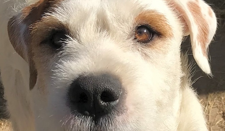 Want to adopt a pet? Here are 3 perfect puppies to adopt now in Boston