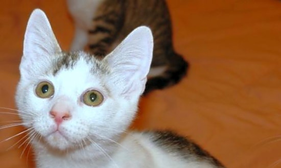 5 fluffy felines to adopt now in Philadelphia