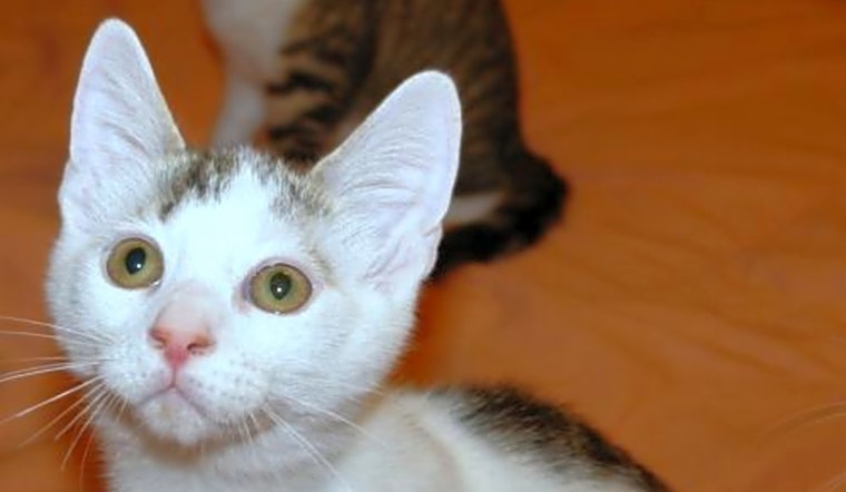 5 fluffy felines to adopt now in Philadelphia