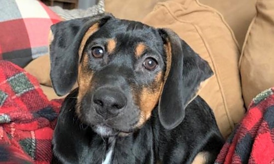 Want to adopt a pet? Here are 7 perfect puppies to adopt now in New York City