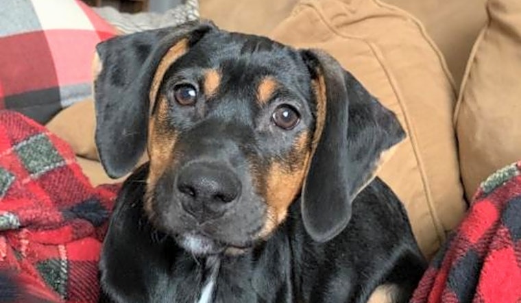Want to adopt a pet? Here are 7 perfect puppies to adopt now in New York City