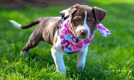 Want to adopt a pet? Here are 7 perfect pups to adopt now in Durham