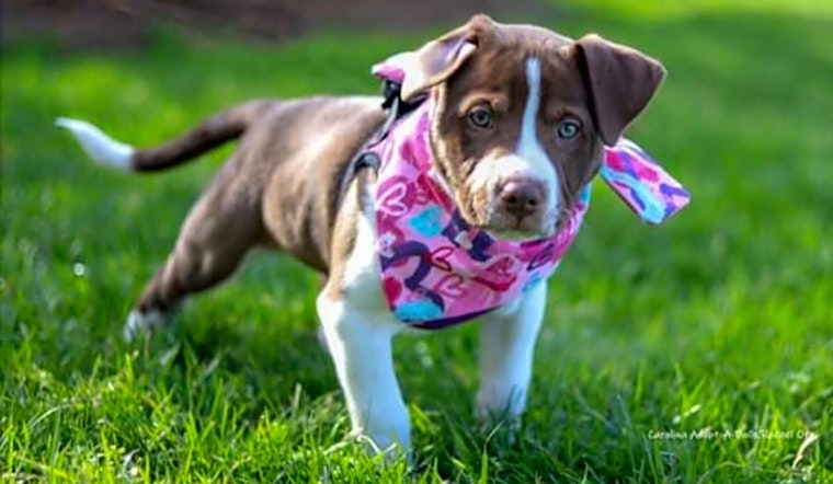Want to adopt a pet? Here are 7 perfect pups to adopt now in Durham