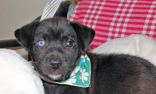 These Jacksonville-based puppies are up for adoption and in need of a good home