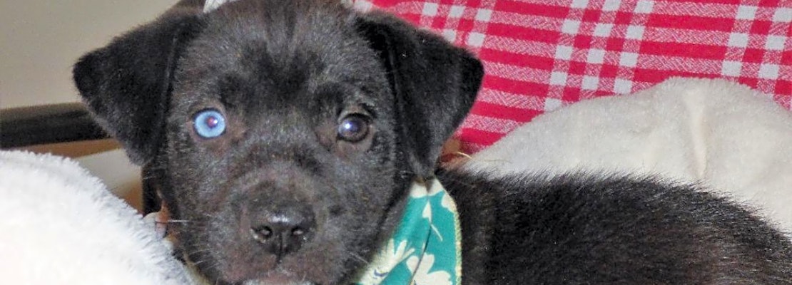 These Jacksonville-based puppies are up for adoption and in need of a good home