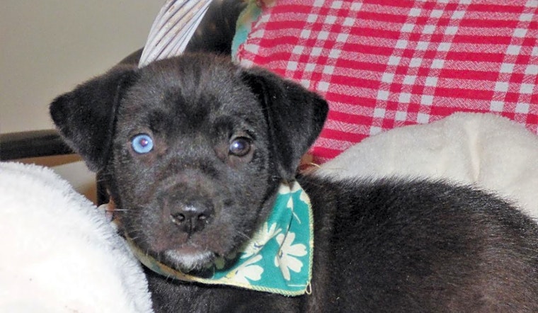 These Jacksonville-based puppies are up for adoption and in need of a good home