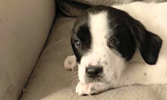 These Washington-based puppies are up for adoption and in need of a good home