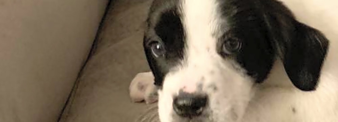 These Washington-based puppies are up for adoption and in need of a good home
